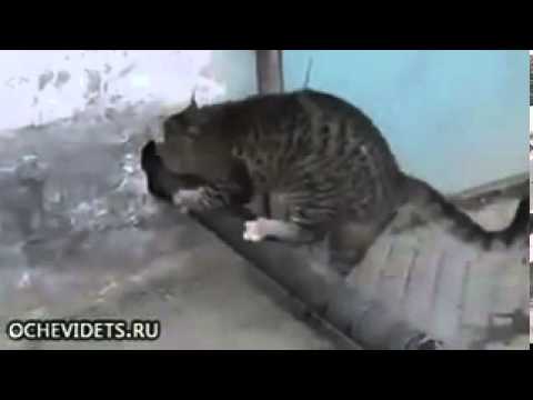 فيديو قطة ذكية تعرف الطريقة المناسبة لتحقيق أهدافها