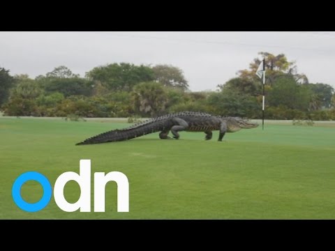 فيديو تمساح يتنزه في ملعب جولف