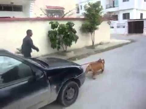 شاهد كلب بيتبول يجر سيارة