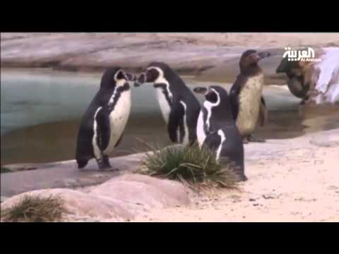 شاهددراسة حول أسباب خطوات البطريق الغريبة