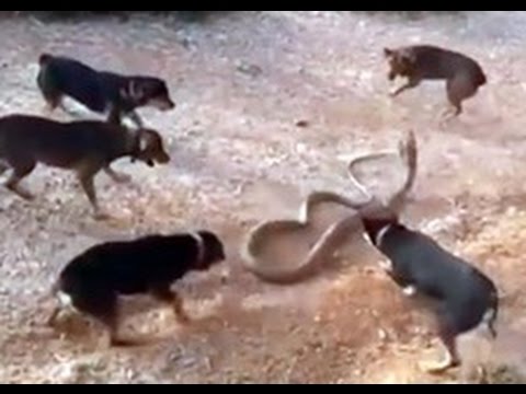 صراع بين خمسة كلاب وكوبرا ملكية