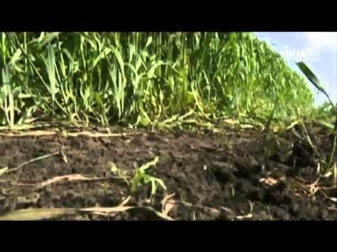 مبيدات زراعية معينة قد تسبب السرطان