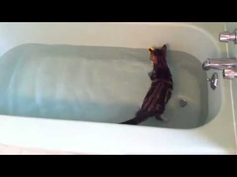 قط نادر يحب المياه