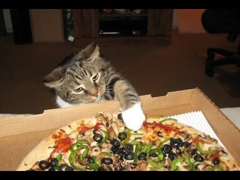 بالفيديو قطة تسرق البيتزا عن بعد