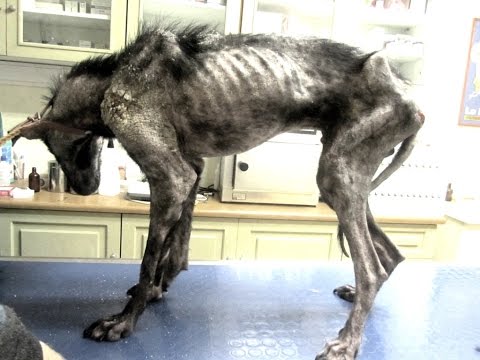 فيديو بيلي كلب يعود من الموت للحياة