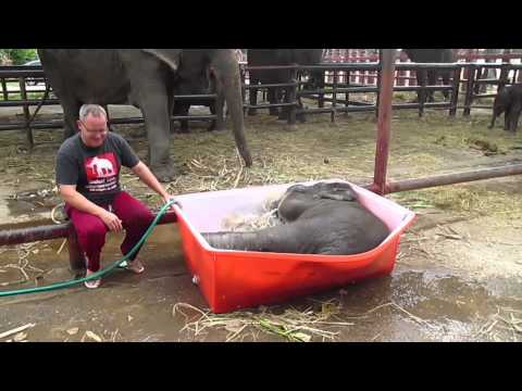 فيديو فيل صغير يعوم في طبق