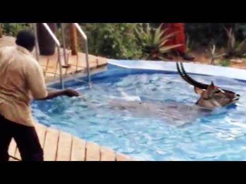 مأساة تحرير حيوان من حمام سباحة