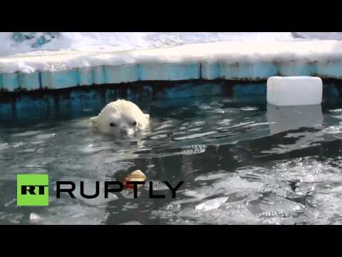 زوج من الدببة القطبية يسبحان مبكرًا شاهد بالفيديو