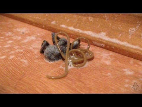 شاهددودة عملاقة تخرج من عنكبوت ميت