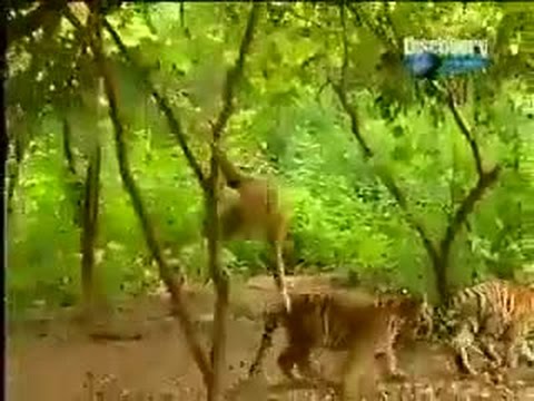 قرد يضحك على نمرين ويفعل بهما الافاعيل