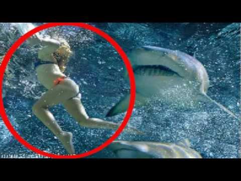 بالفيديو أغرب سمكة قرش تمتلك 300 سن
