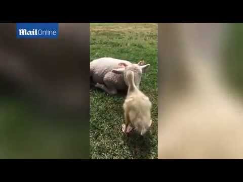 بالفيديو صداقة رائعة بين بطة وخروف