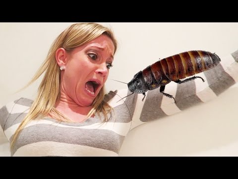 25 مليون مشاهدة لرد فعل فتاة وجدت صراصير في الحمام