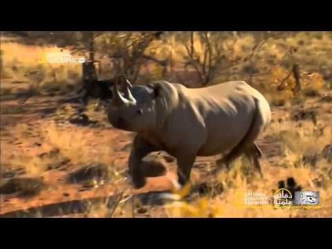 شاهد 3 مصورين يفرون هربًا من وحيد القرن الأسود