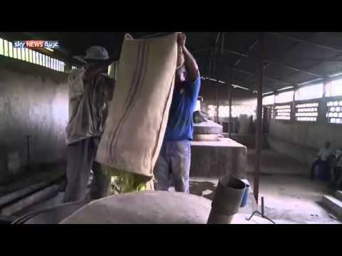 فيديو مصاعب تهدد إنتاج زهرة الزهور الإيلانغ لانغ