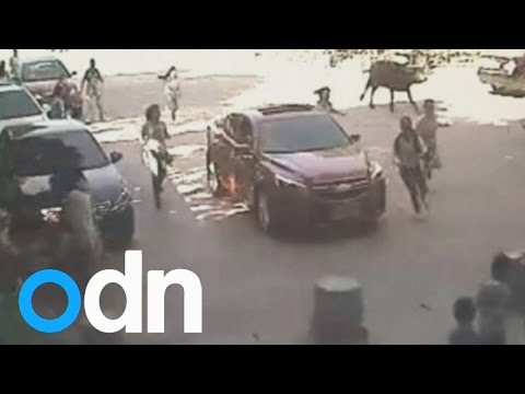 بالفيديو جاموسة تهاجم مدرسة ابتدائية صينية