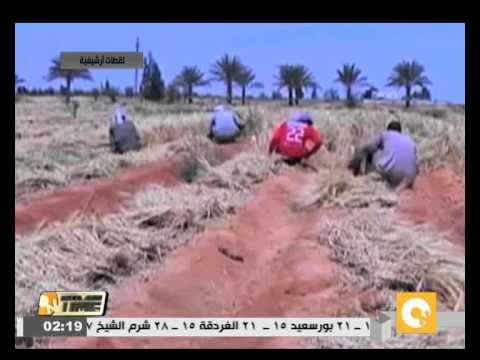 بالفيديو التموين تعتزم استيراد 300 ألف طن قمح