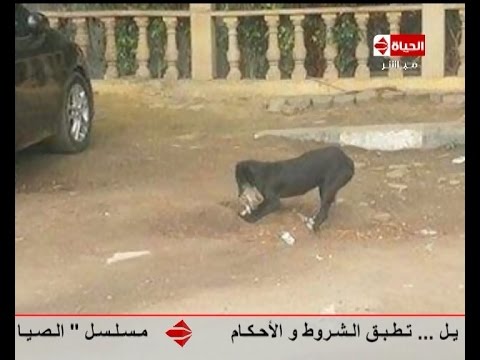 بالفيديو كلب يدفن قطة بعد دهسها تحت عجلات سيارة
