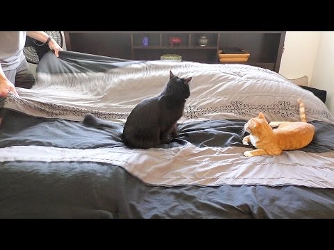 بالفيديو رد فعل قطة حاول صاحبها إبعادها عن ترتيب السرير