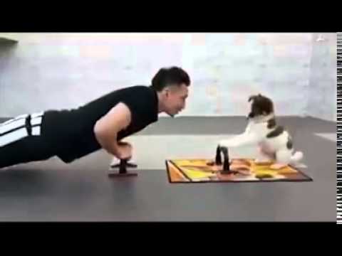 فيديو كلب يشارك صديقه في تنفيذ تمرين الضغط