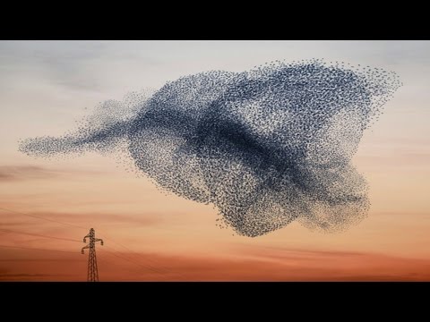 فيديو أشكال ساحرة لأسراب العصافير في السماء