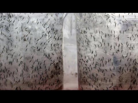 الفيديو البرازيل توزع البعوض على السكان في بيراسيكابا