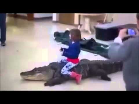بالفيديو طفلة تلعب مع تمساح حقيقي داخل منزلها