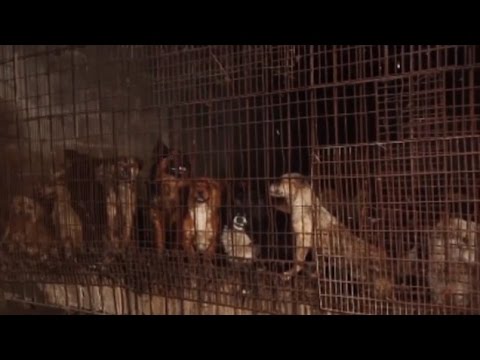مهرجان لحوم الكلاب والقطط في الصين