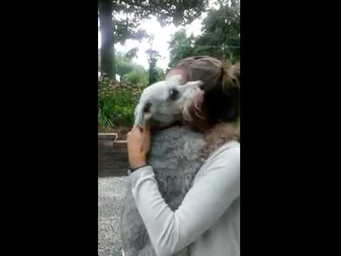 شاهد إغماء كلب بعد رؤية صديقته المتغيبة منذ عامين