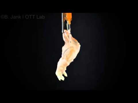 بالفيديو تصنيع أول ساق فأر حية بالكامل في المعمل