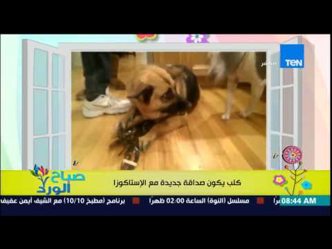شاهد كلب يكون صداقة مع الإستاكوزا ويحميها