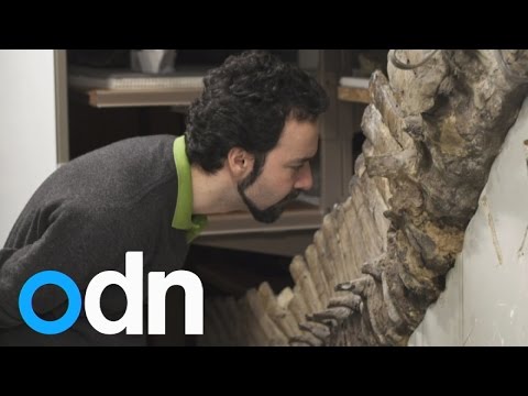 شاهد العثور على كرات دم حمراء في حفريات ديناصور