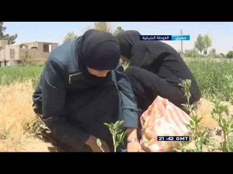 شاهد الأعشاب وجبة الإفطار الرئيسية في الغوطة الشرقية