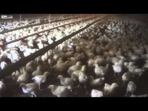 شاهد لقطات صادمة لشركة أميركية تعذب الدجاج