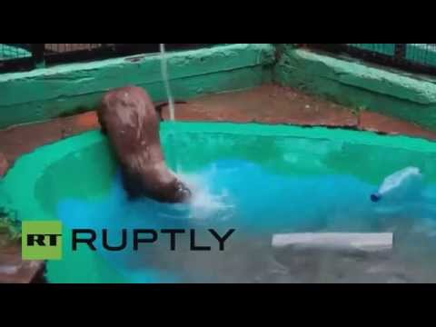 بالفيديو كلب البحر يلعب بحماس في حديقة حيوان روسية