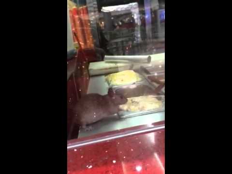 فيديو فأر يأكل داخل مطبخ أحد مطاعم عزيز مول