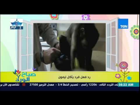شاهد رد فعل قرد يأكل الليمون لأول مرة