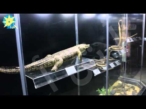 بالفيديو جولة داخل المتحف الحيواني في الجيزة