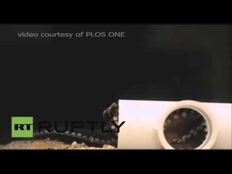 شاهد أخطبوط ينتزع قريدس ويبتلعه في مشهد لن تراه كثيرًا