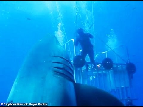 بالفيديو أضخم قرش أبيض في العالم يلهو مع الغواصين