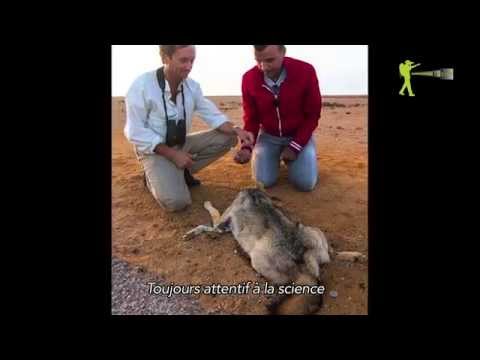 الفيديو حيوان غريب يثير جدلًا في المغرب