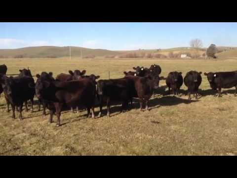 بالفيديو  ماذا يحدث لقطيع من الأبقار عند سماعه الموسيقي