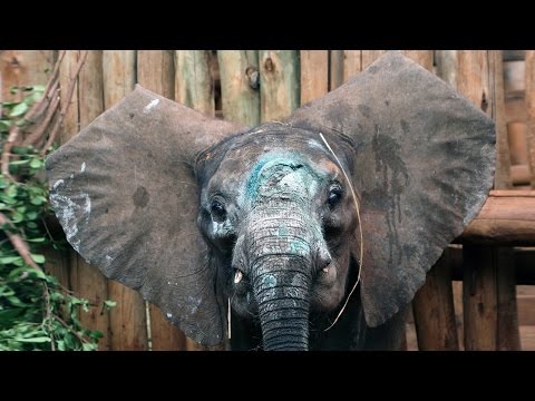 شاهد قصة إنقاذ صغير فيل أفريقي