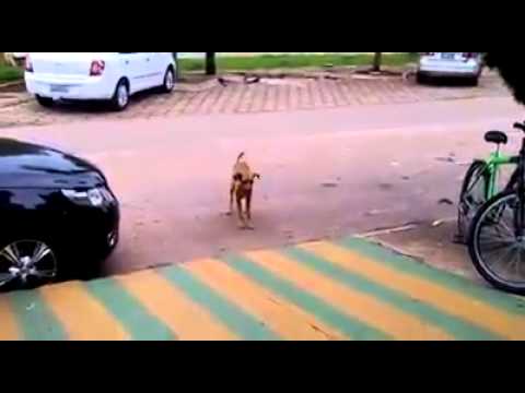 شاهد كلب يفقد السيطرة على جسده عند سماع الموسيقى