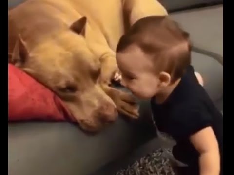 شاهد كلب يرد التحية إلى طفل عبر قبلة في فمه