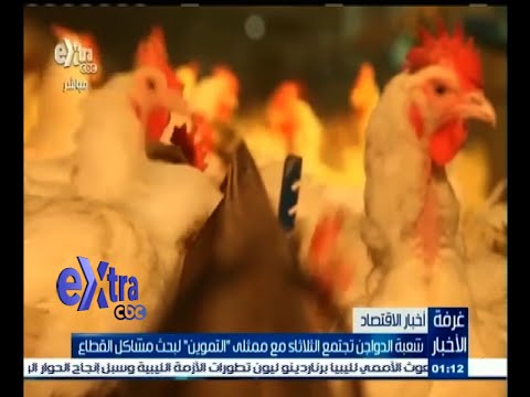 شاهد شعبة الدواجن تجتمع الثلاثاء مع ممثلي التموين