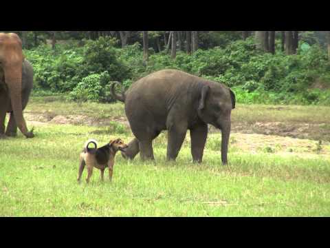 فيل صغير تجمعه صداقة قوية مع كلب بلدي