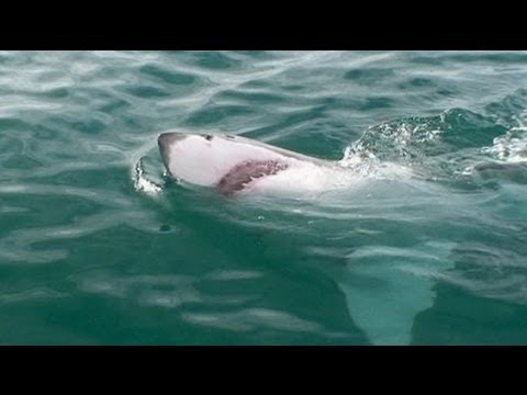 سمك القرش يبتلع شابًا في سواحل أستراليا