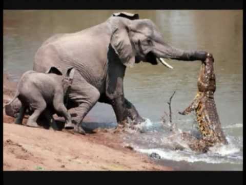 تمساح يهاجم أنثى الفيل ويحاول أكلها