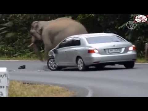 شاهد فيل يهاجم عددًا من السيارات المارة على الطريق